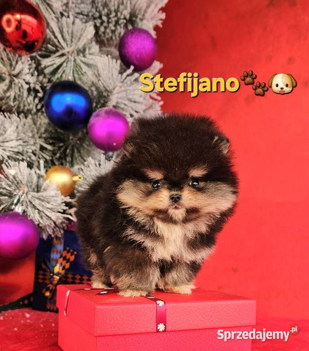 Pomeranian Boo Szczenięta w kolorze CHOCOLATE Szpic miniaturowy Walentynów