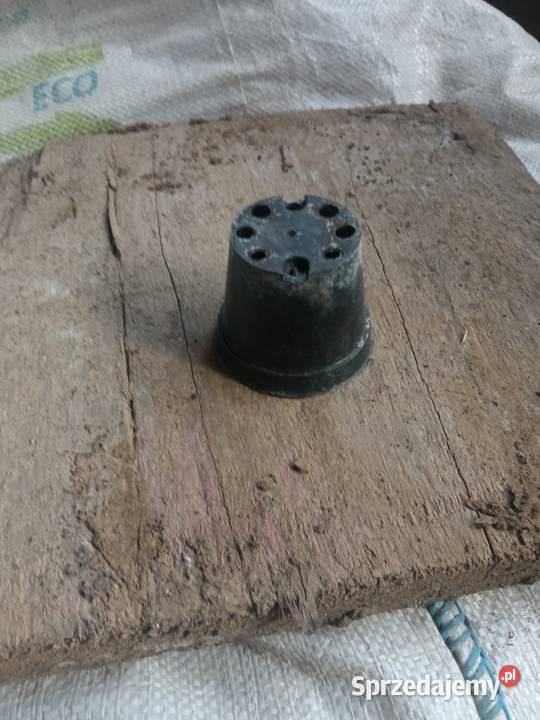 Doniczki na rozsadę sadzonki kwiatki Doniczki do rozsad Wawrzeńczyce