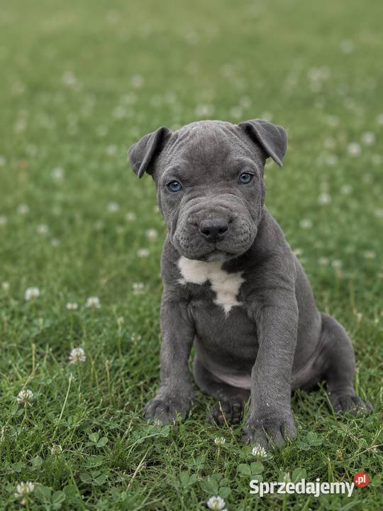 Amstaff blue wielkopolskie Opatów