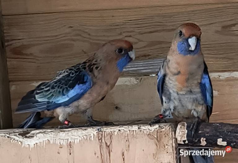 Rozella królewska oranż Poznań