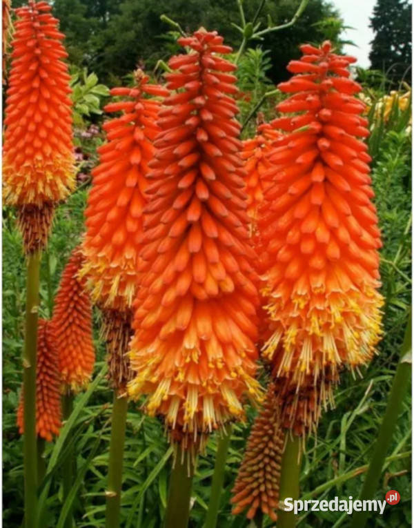 TRYTOMA GRONIASTA Kniphofia sadzonki w Ustronie