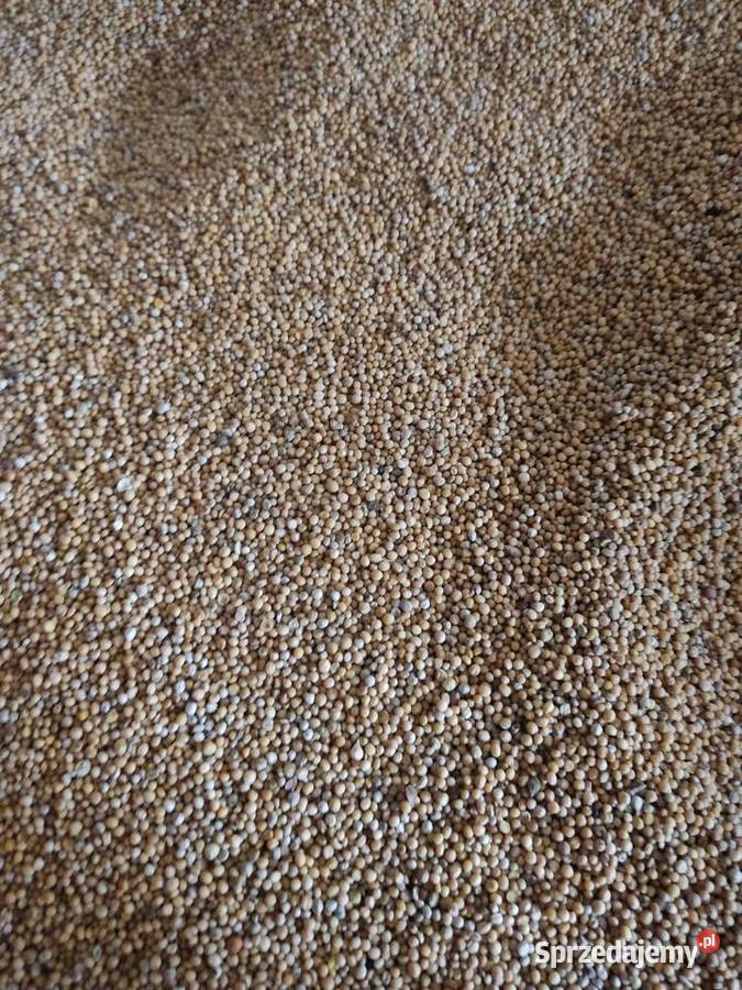 Gorczyca ładna Pozostałe Mochowo Nowe