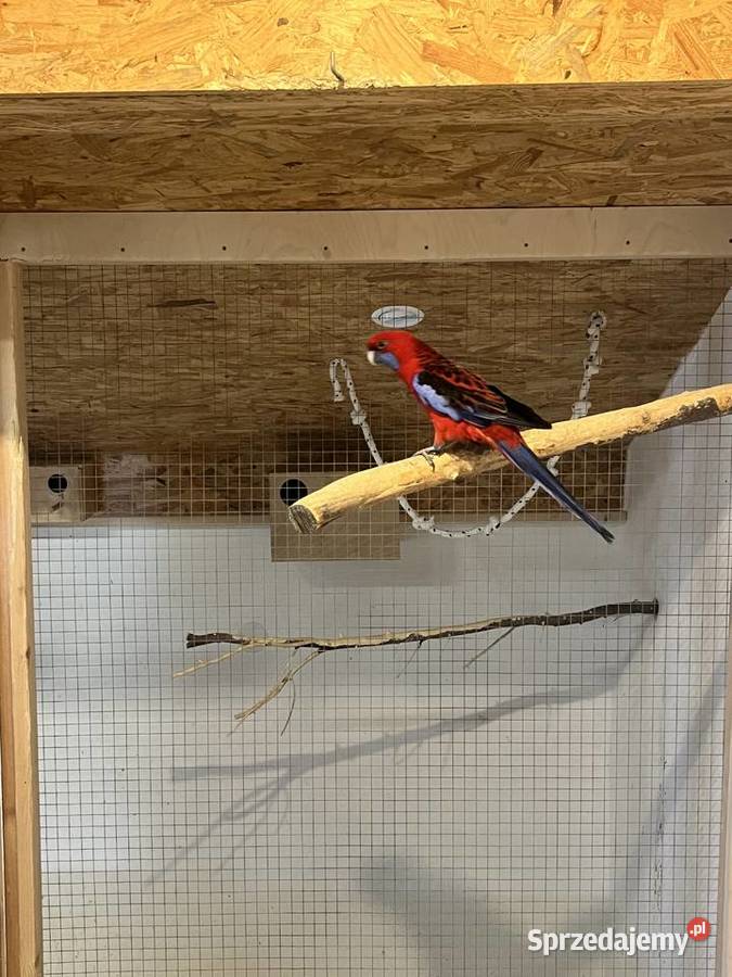 Rozella królewska samiec Skrzyszów