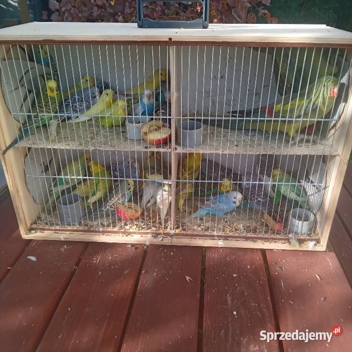 Papugi kanarki zeberki