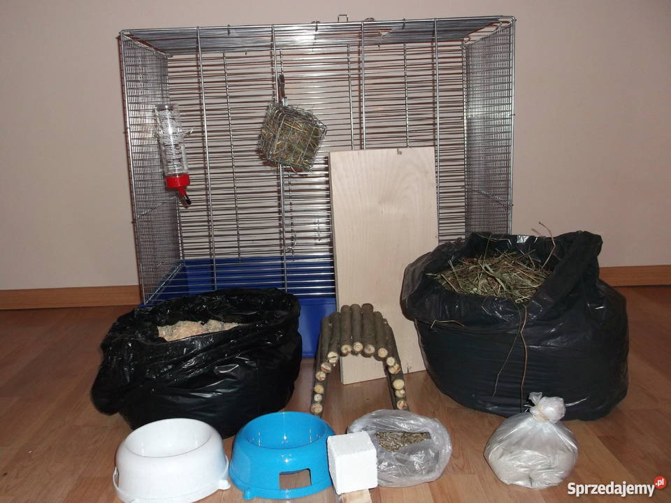 Szynszyle szynszyla szynszyl z nową klatką Katowice