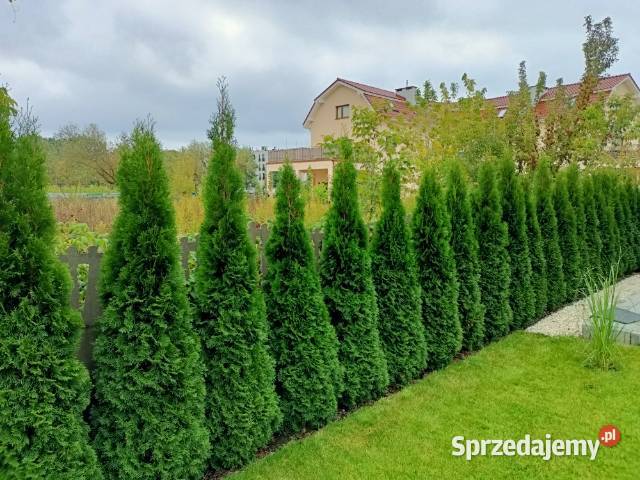 Tuja szmaragd tuje thuja smaragd szmaragdowa Gorlice