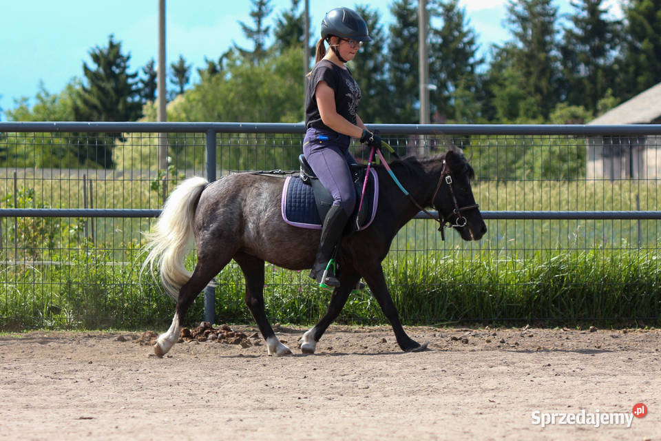 13letnia klacz kuca szetlandzkiego z Oborniki