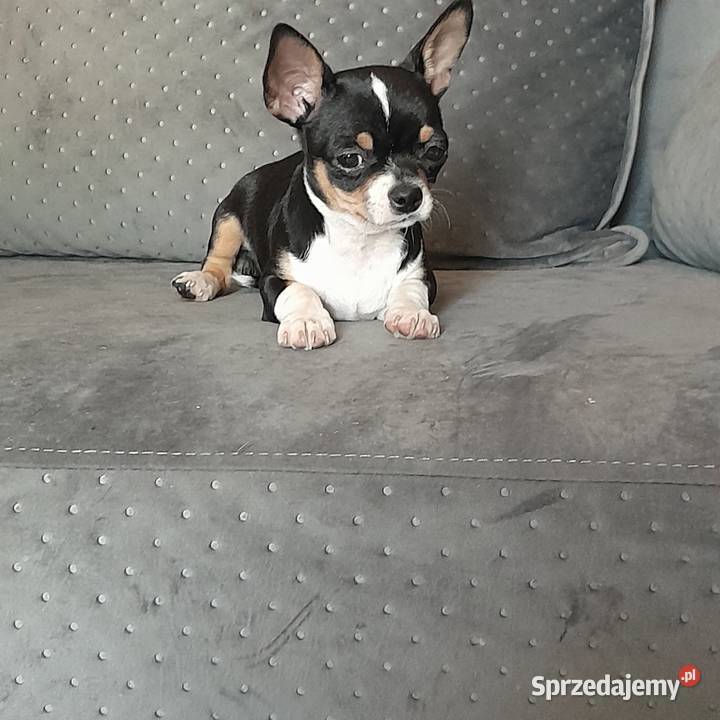 Sprzedam pieska chihuahua Jaktorów