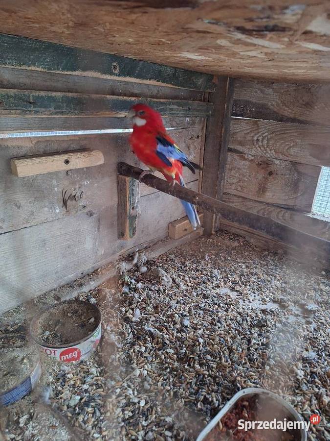 Samczyk rozelli białolicej Szubin