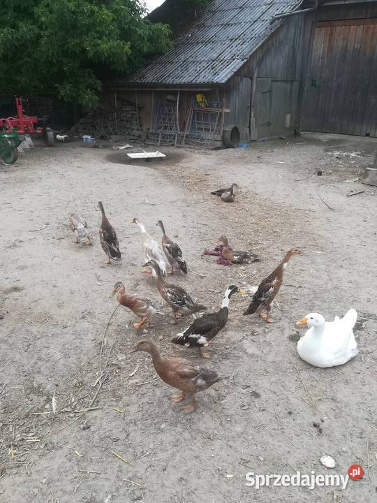 Sprzedam gęsi białe kaczki biegusy Tomaszów sprzedam