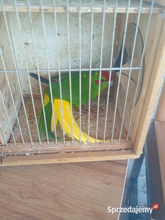 Papugi kolorowe Ptaki Wrzesiny sprzedam