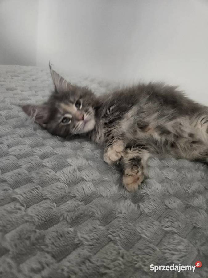 Kocica Maine Coon