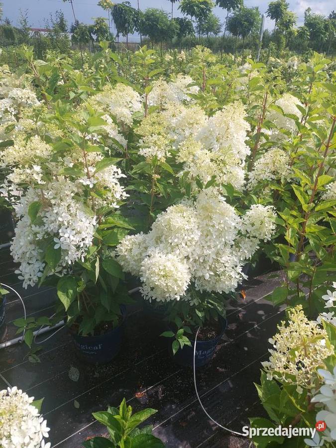 Hortensje Bukietowe na pniu hurt sprzedam podkarpackie Tarnobrzeg