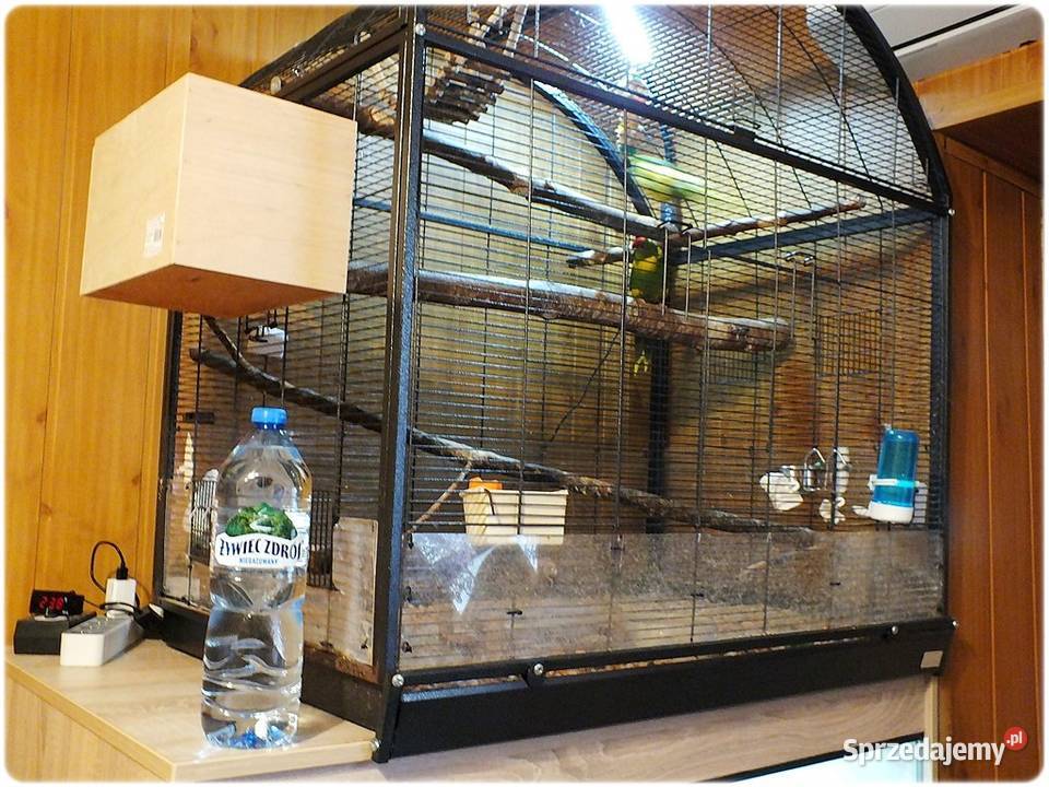 Papugi Modrolotki Kozy Parka legowa Samiec i lubuskie Lubsko