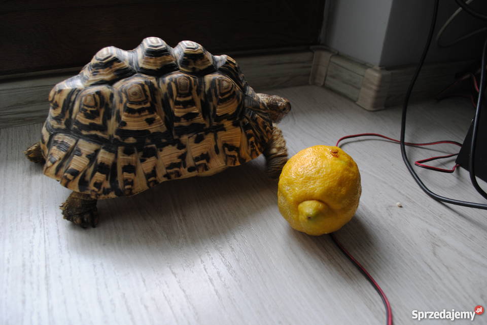 Sprzedam Żółwia Lamparciego Lądowy CITES Bytom