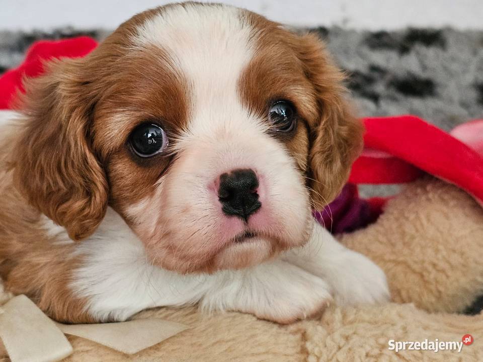 Cavalier king charles spaniel FCI ZKwP
