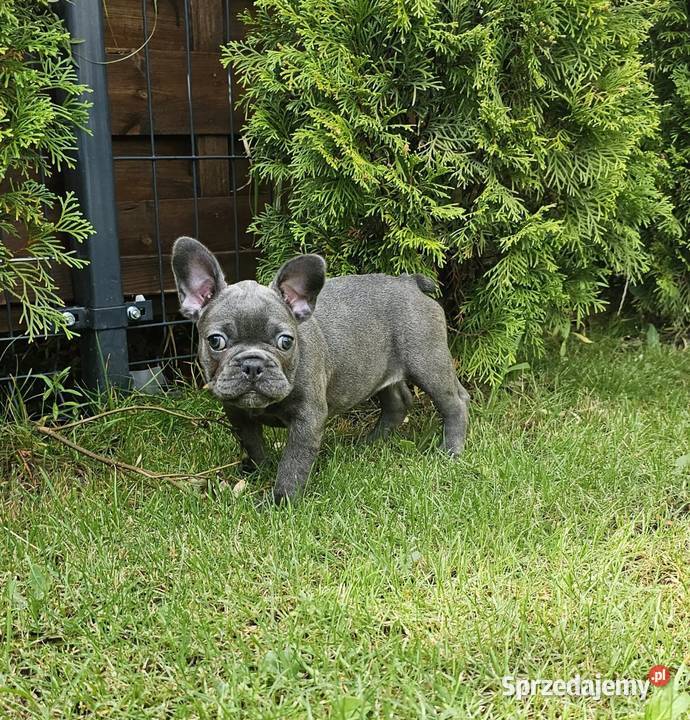Buldozki francuskie blue blekitne Buldog Zbrudzewo
