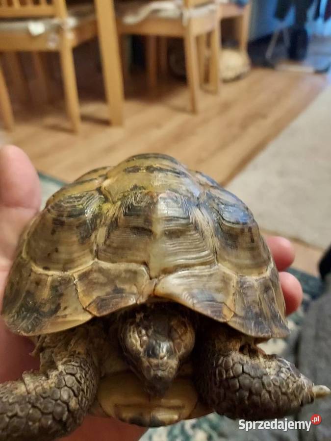 Basen plus zolw Warszawa sprzedam