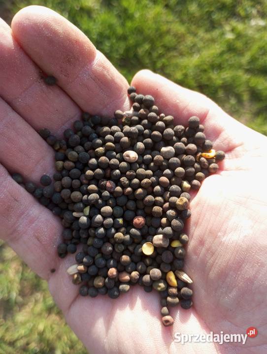 Wyka jara lubelskie Biała Podlaska