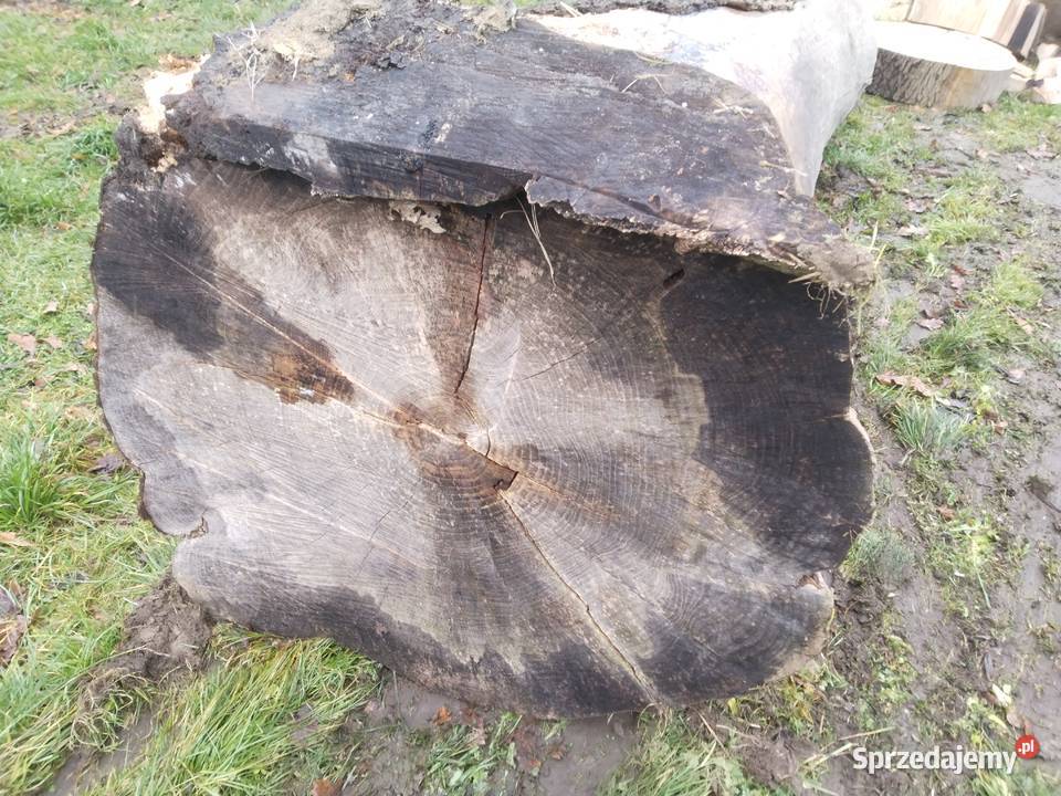 Sprzedam drzewo Jesion Dzwola sprzedam