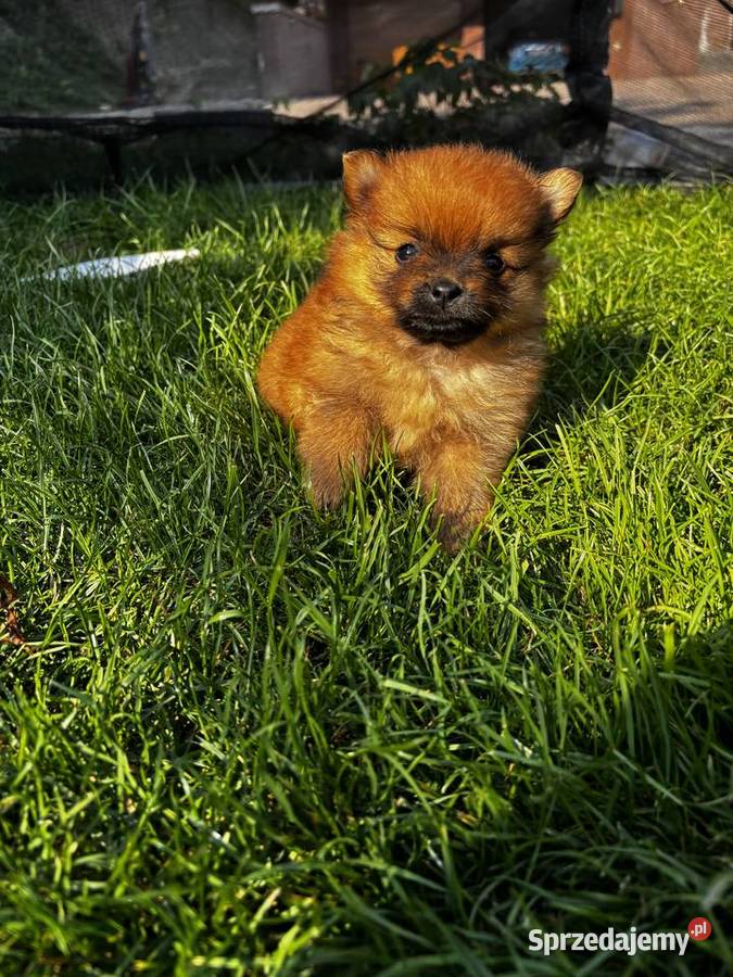 Szpic miniaturowy pomeranian Pawłów