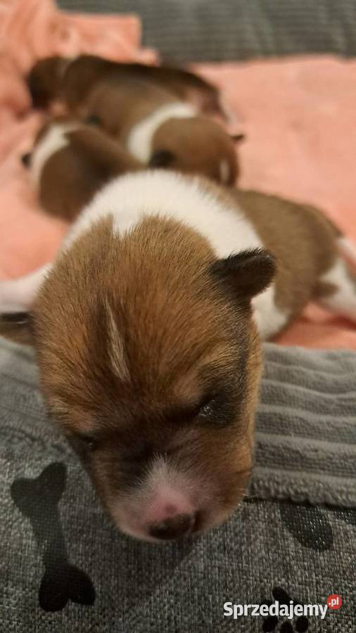 Basenji szczenię Słupsk