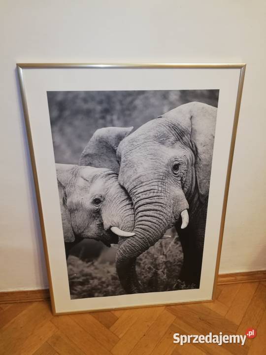 Słonie obraz w aluminiowej ramie Warszawa