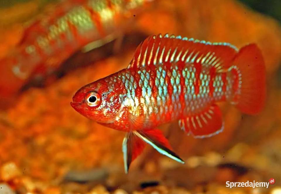 Badis bangalski RED SCARLET Dario dario WYSYŁKA Gdańsk