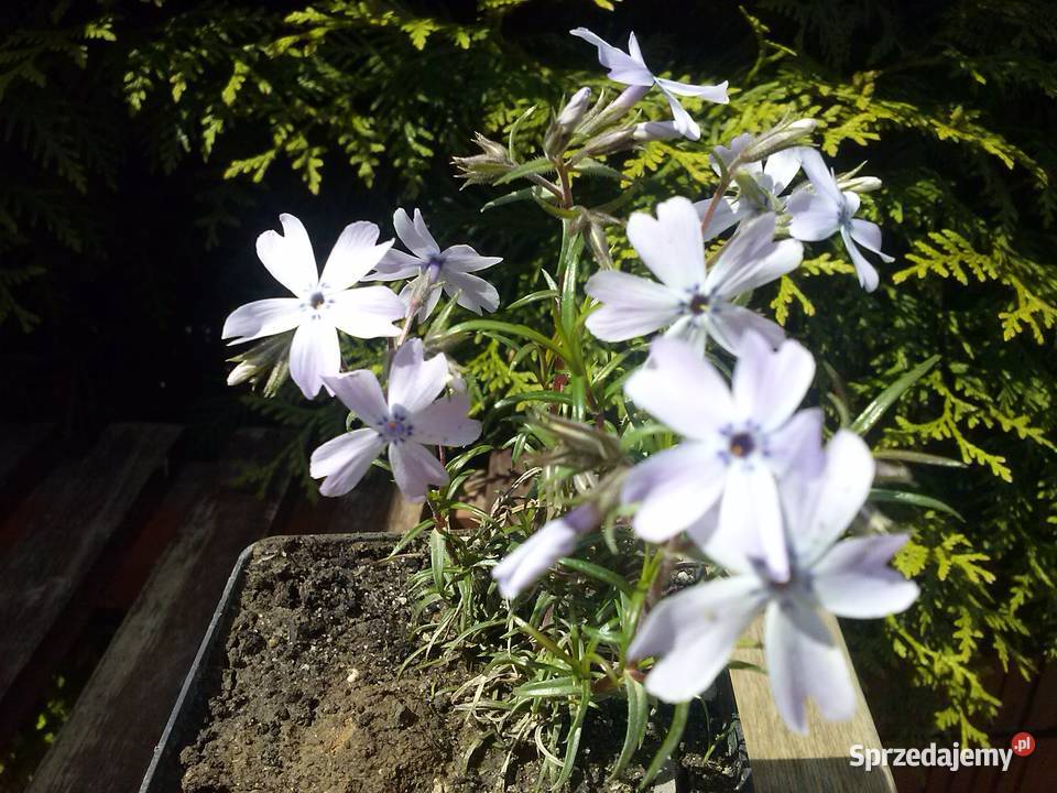 Floks mix kolorów zakwitnie na wiosnę