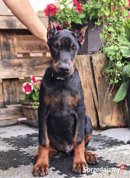 Szczeniak dobermana chłopiec Głowno
