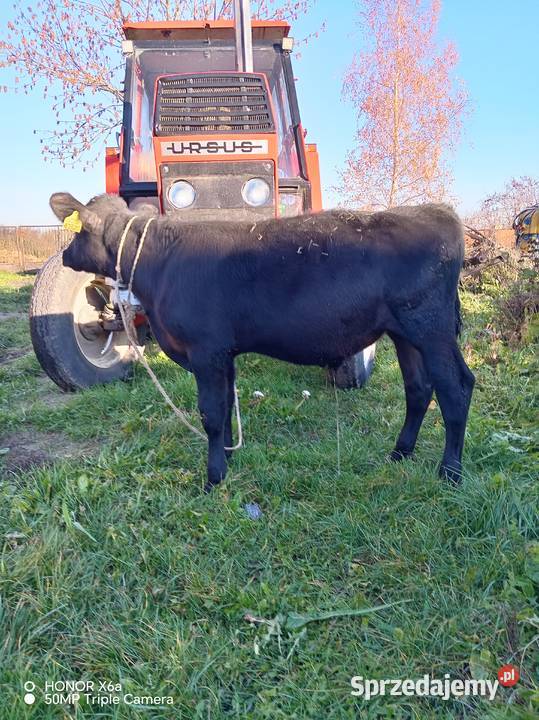 Sprzedam byczki łódzkie Piątek