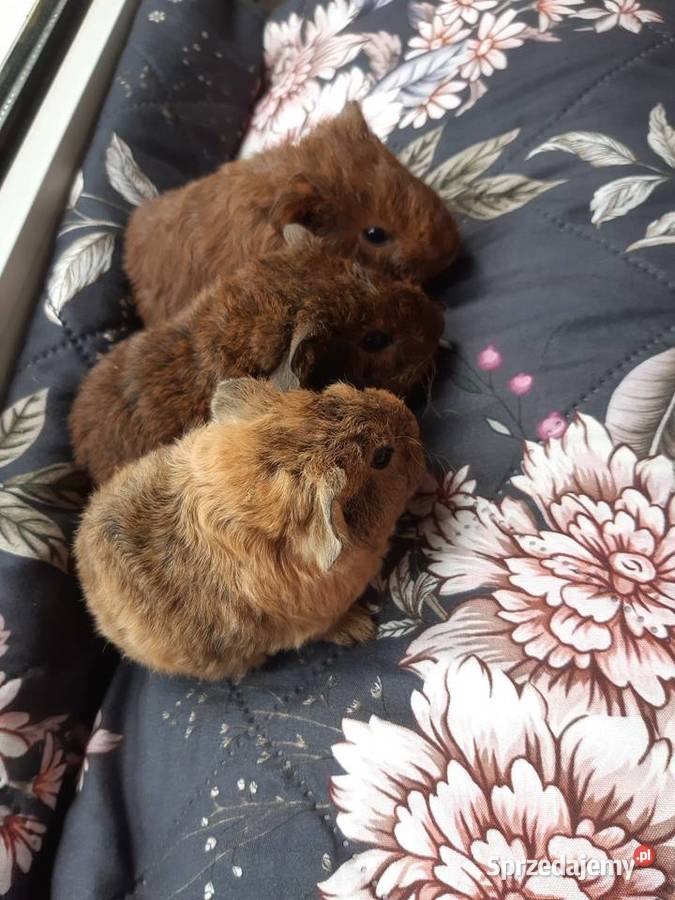 Świnka morska US teddy samica łódzkie Poddębice
