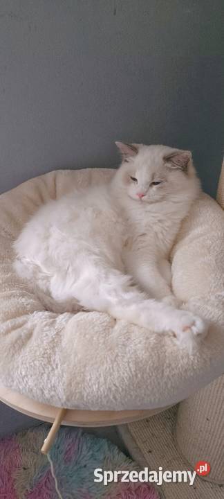 Ragdoll Głogów sprzedam