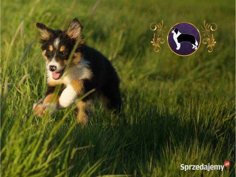 Border Collie Kermit ŻABA Piękne pochodzenie FCI