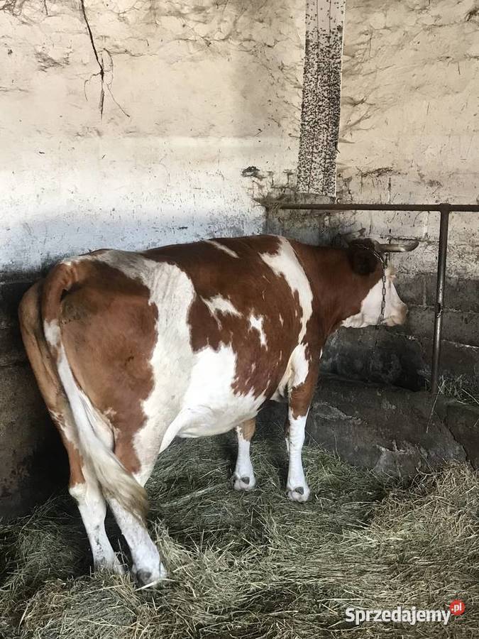 Krowa mleczna mućka