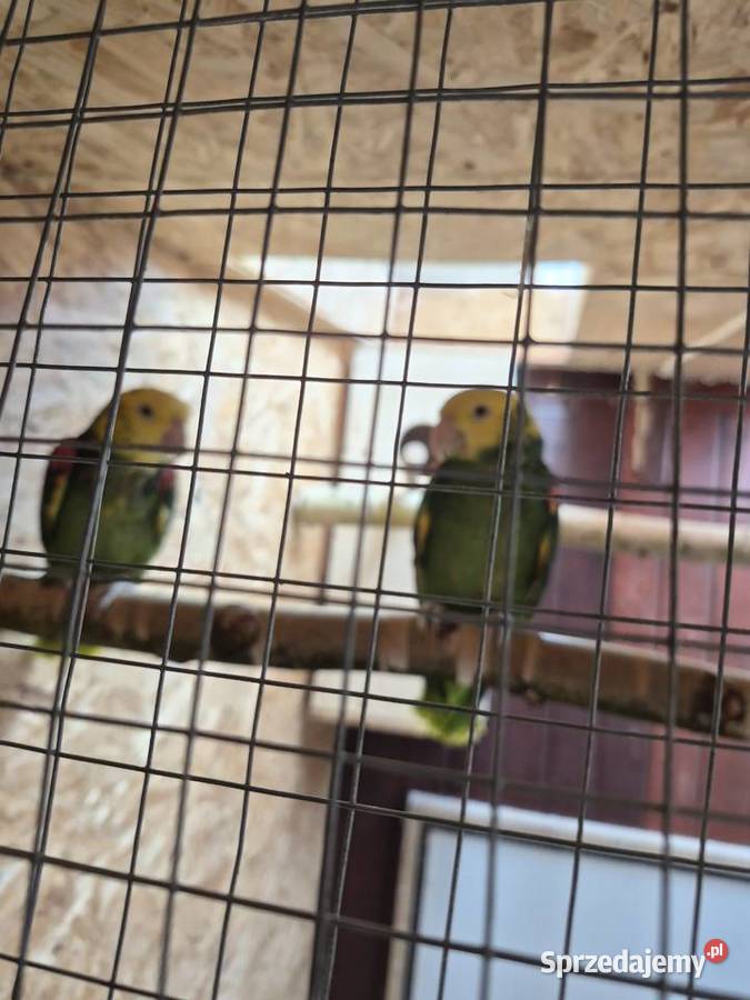 Para ary ararauny Przeworsk