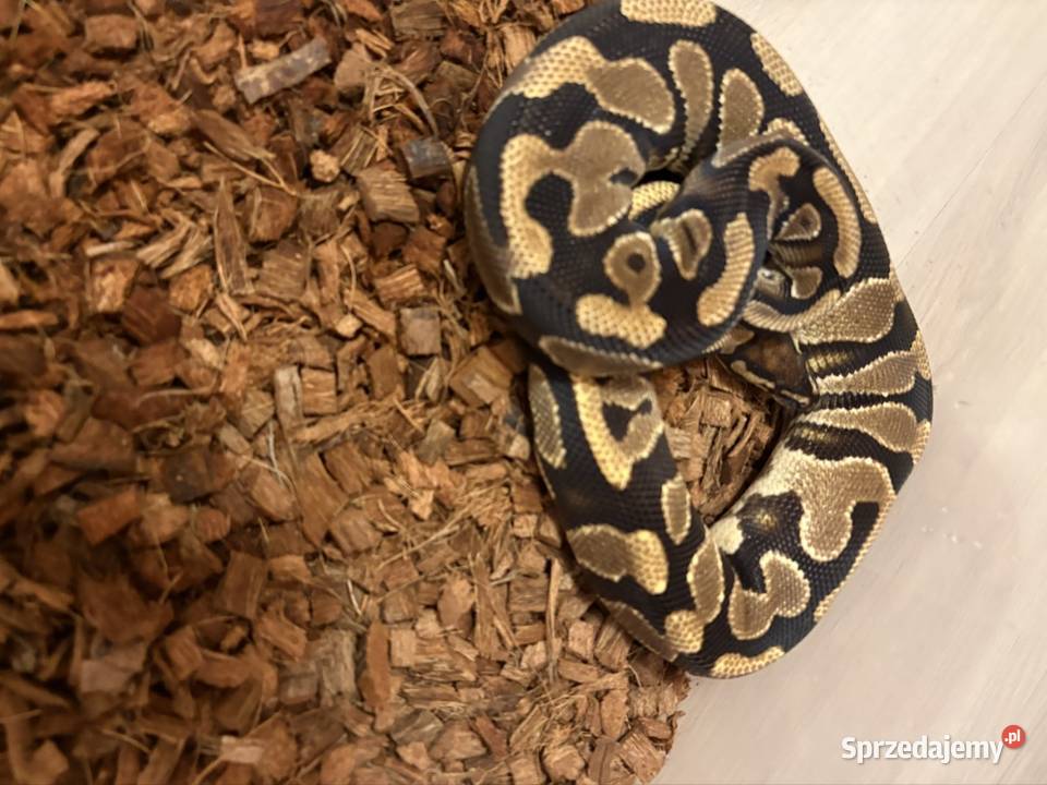 Pyton Królewski Gady i płazy małopolskie sprzedam