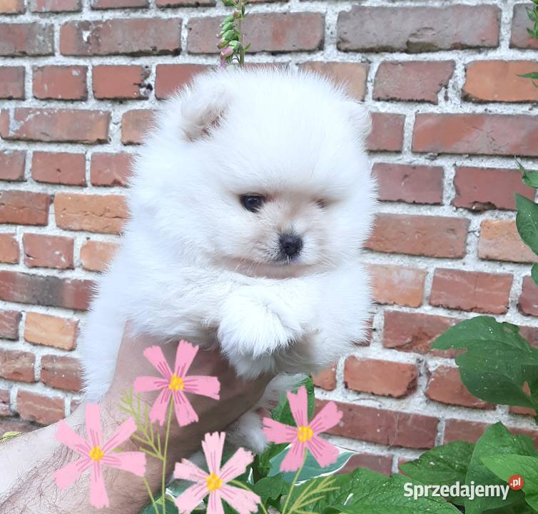 Szpic miniaturowy pomeranian rewelacyjny piesek