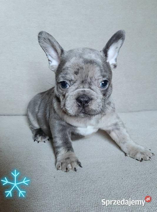 Buldog francuski szczeniaczki Lutomiersk sprzedam