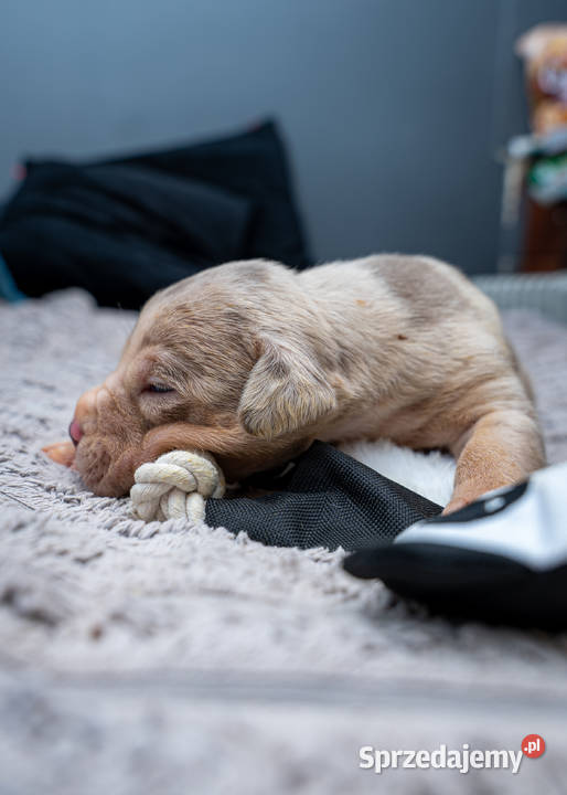 American Bully XL Pozostałe Tarnów