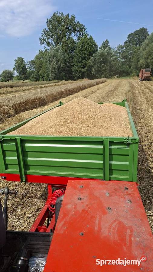 Pszenica ozima 2025 Czosnów