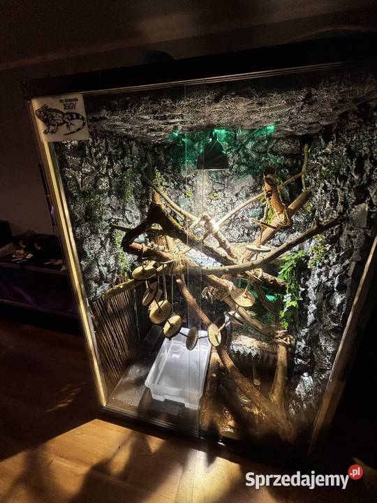 Sprzedam Iguanę Legwan Zielony terrarium sprzedam
