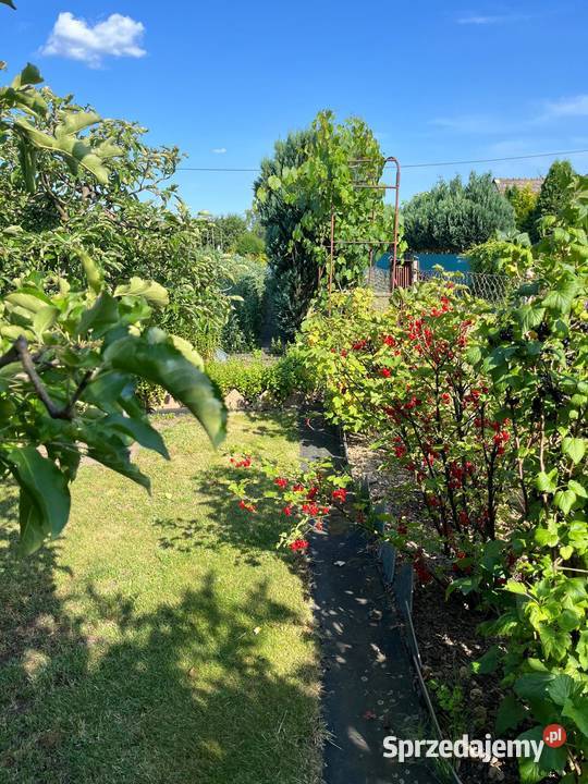 DZIAŁKA ROD STOKROTKASprzedam Opole