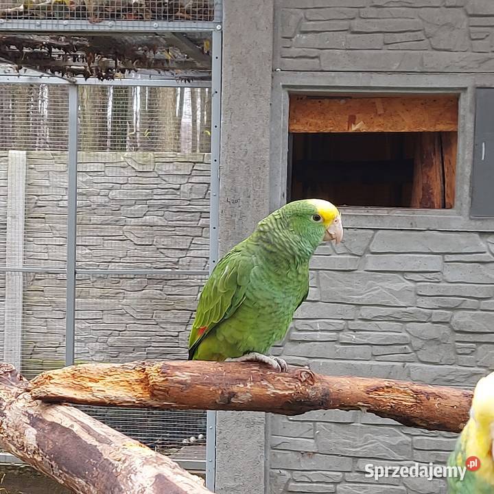 Amazonka niebieskoczelna samica Amazonka oratrix Wieruszów