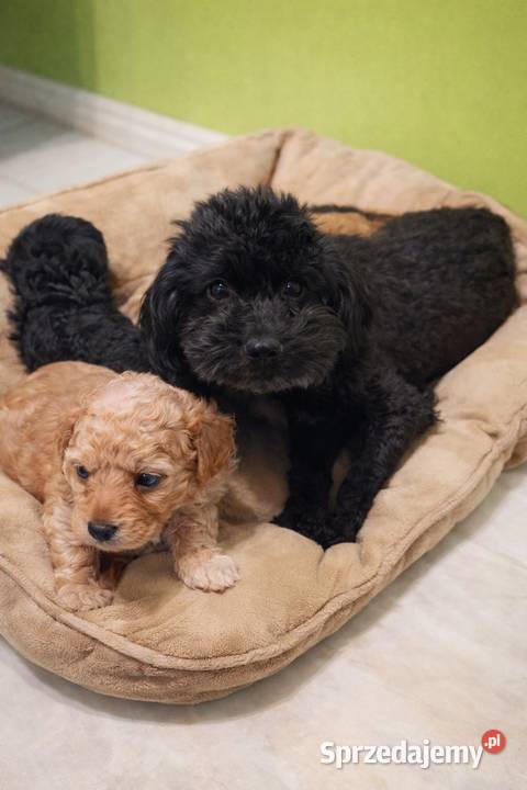 Maltipoo szczeniaki Krapkowice