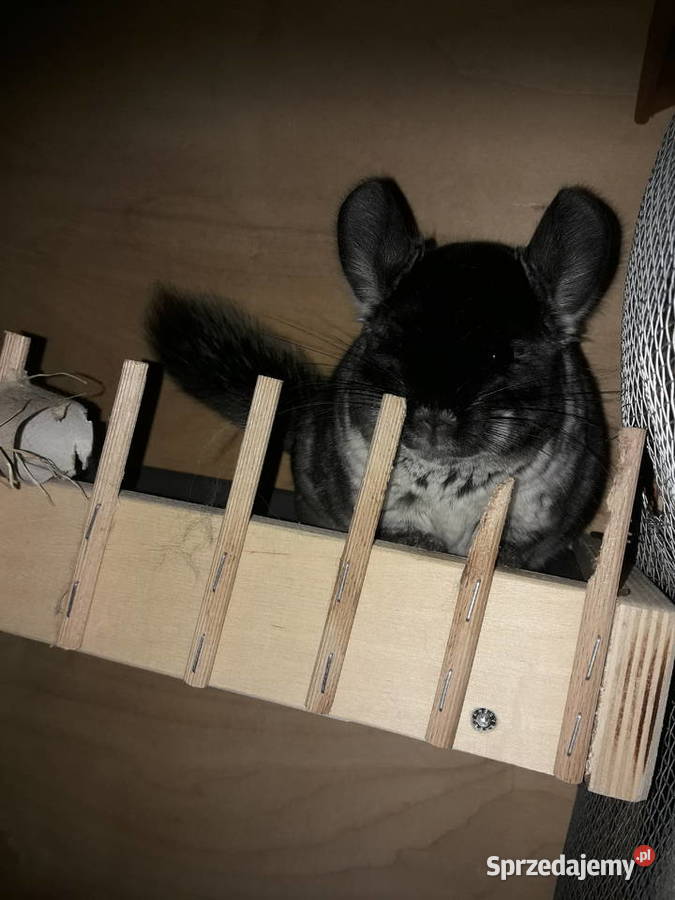 Sprzedam szynszyle aksamitną