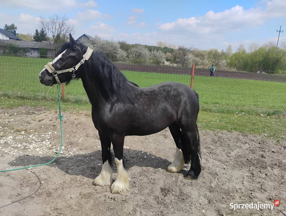 Klacz tinker Chotel Czerwony sprzedam