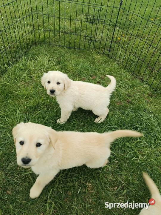 Golden Retriever szczeniak