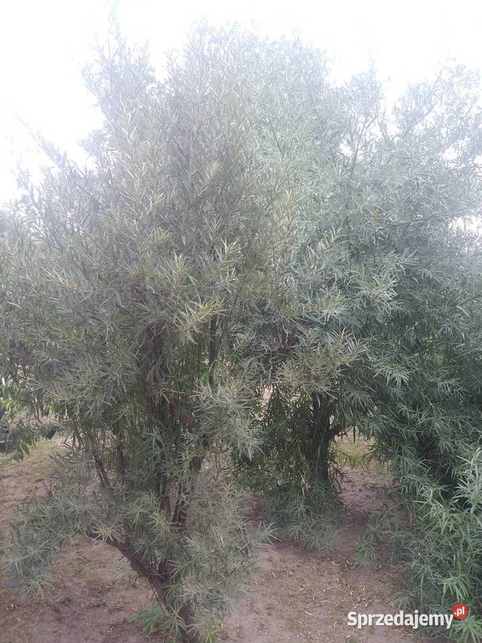 Rokitnik sadzonki sprzedam