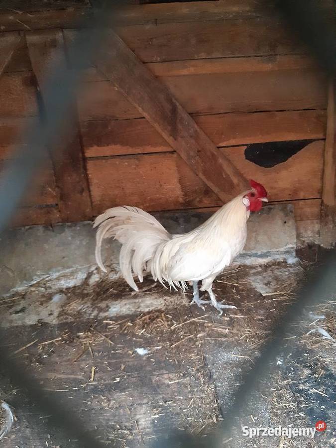 Kogut liliput biały